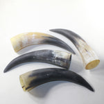 4 Raw Unfinished Cow Horns #6341 Natural Colored