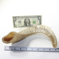 1 Sheep Horn  #4941 Natural Colored Polished Ram Horn