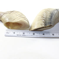2 Sheep Horn  #113-2 Natural Colored Polished Ram Horns