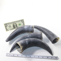 4 Raw Unfinished Cow Horns #7736 Natural Colored