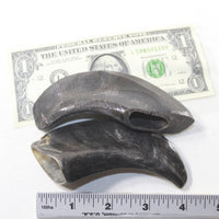 2 Polished Goat Horns #8735 Natural Colored
