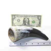 1 Small Polished Cow Horn #363-2 Natural Colored