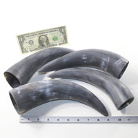 4 Raw Unfinished Cow Horns #203-1 Natural Colored