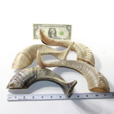 4 Sheep Horns  #2839 Natural Colored Polished Ram Horns