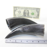 2 Small Polished Cow Horns #1936 Natural colored