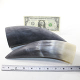 2 Raw Unfinished Cow Horns #9836 Natural Colored