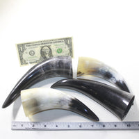 4 Small Polished Cow Horns #733-1 Natural colored