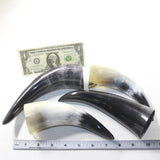4 Small Polished Cow Horns #733-1 Natural colored