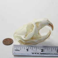 Muskrat Skull. #6338