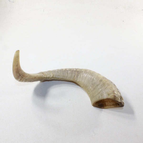 1 Sheep Horn  #1539 Natural Colored Polished Ram Horn