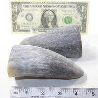 2 Raw Unfinished Cow Horn Tips #7842 Natural Colored