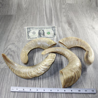 4 Sheep Horns  #6343 Natural Colored Polished Ram Horns