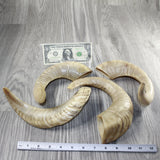 4 Sheep Horns  #6343 Natural Colored Polished Ram Horns