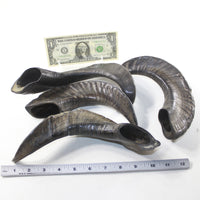 4 Sheep Horns  #1139 Natural Colored Polished Ram Horns