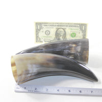 2 Polished Cow Horns #213-1 Natural colored