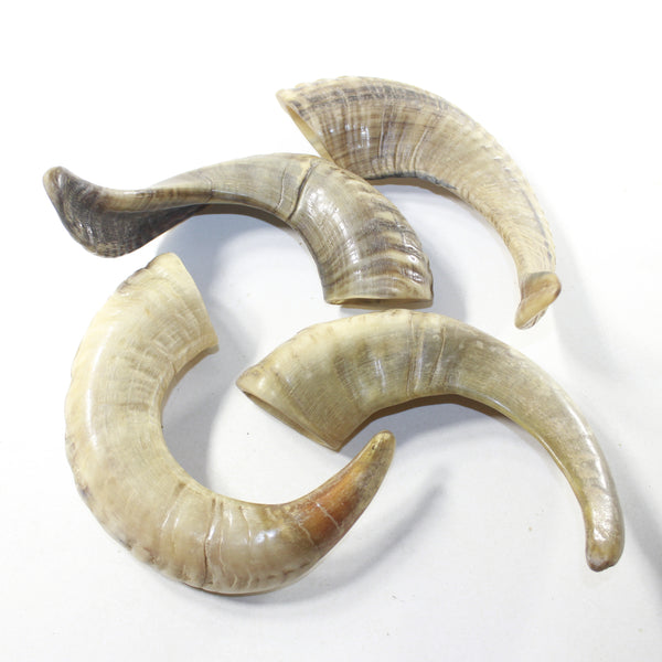 4 Sheep Horns  #883-2 Natural Colored Polished Ram Horns