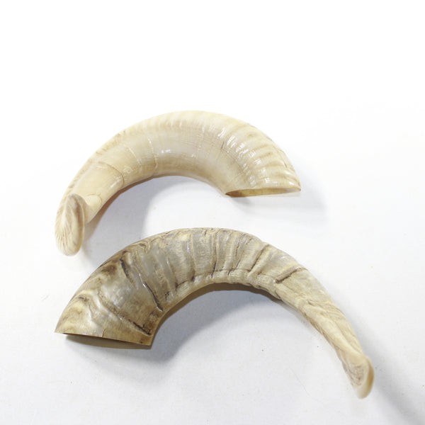 2 Sheep Horn  #2438 Natural Colored Polished Ram Horns