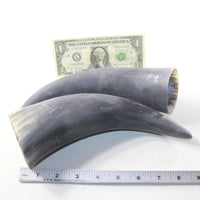 2 Raw Unfinished Cow Horns #773-2 Natural Colored