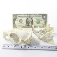 Beaver Skull. #6038