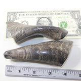 2 Small Polished Goat Horns #5242 Natural Colored
