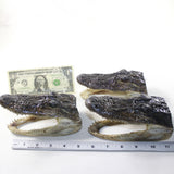 3 Alligator 5.5 Inch Heads  #V033-2    taxidermy gator reptile crocodile