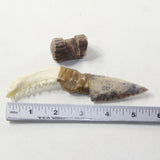 Raccoon Jaw Handle Stone Blade Ornamental Knife #13641 Mountain Man Knife
