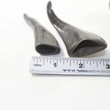 4 Small Polished Goat Horns #5937 Natural colored
