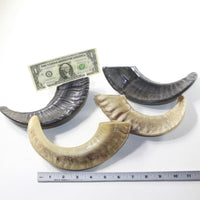 4 Sheep Horns  #073-2 Natural Colored Polished Ram Horns