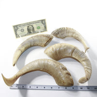 4 Sheep Horns  #3538 Natural Colored Polished Ram Horns