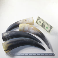 4 Raw Unfinished Cow Horns #6341 Natural Colored