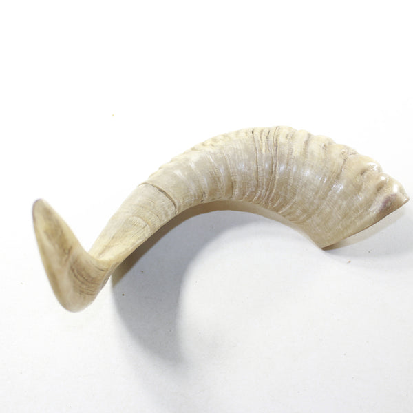 1 Sheep Horn  #4941 Natural Colored Polished Ram Horn