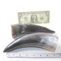 2 Polished Cow Horns #213-1 Natural colored