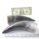 2 Polished Cow Horns #213-1 Natural colored