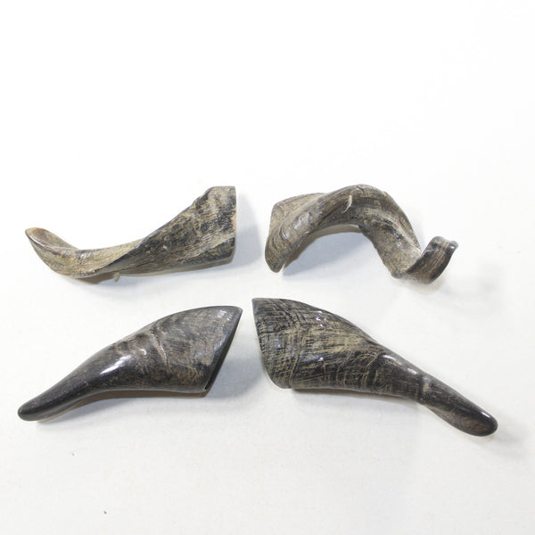 4 Small Polished Goat Horns #8238 Natural colored