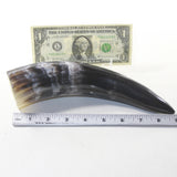 1 Polished Cow Horn #5341 Natural Colored