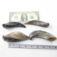 4 Small Polished Goat Horns #0438 Natural colored