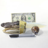 Alligator Head Handle Opalite Blade Ornamental Knife #v4141 Mountain Man Knife