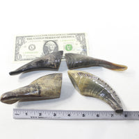 4 Small Polished Goat Horns #0438 Natural colored