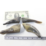 4 Small Polished Goat Horns #0438 Natural colored