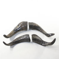 4 Large Polished Goat Horns #4837 Natural colored