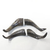 4 Large Polished Goat Horns #4837 Natural colored