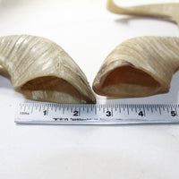 4 Sheep Horns  #6138 Natural Colored Polished Ram Horns