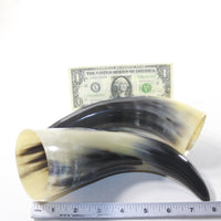 2 Polished Cow Horns #1241 Natural colored