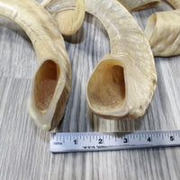 4 Sheep Horns  #6343 Natural Colored Polished Ram Horns