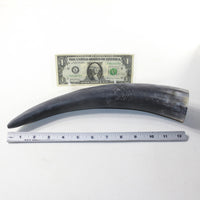 1 Raw Unfinished Cow Horn #2241 Natural Colored