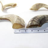 4 Sheep Horns  #2839 Natural Colored Polished Ram Horns