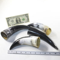 4 Small Polished Cow Horns #733-1 Natural colored
