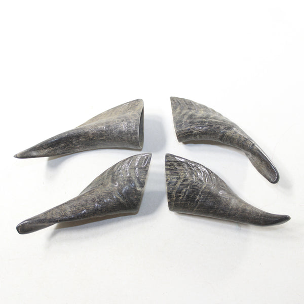 4 Small Polished Goat Horns #9137 Natural colored