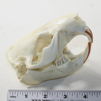 Beaver Skull. #6038