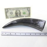 1 Polished Cow Horn #4741 Natural Colored